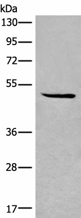 Валидация Elabscience E-AB-52635