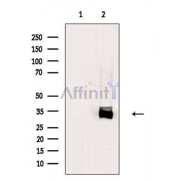 Валидация Affinity AF6740 - 3990