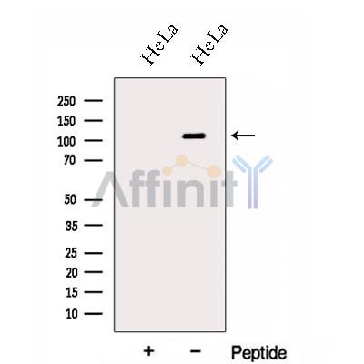 Валидация Affinity DF13071 - 7937