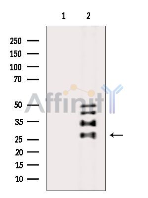 Валидация Affinity DF13998 - 9754