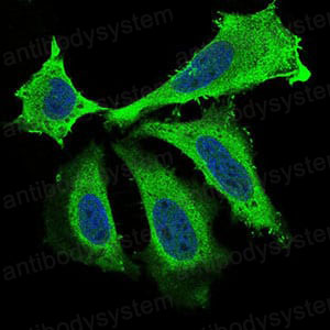 Валидация IF - AntibodySystem RHD59404