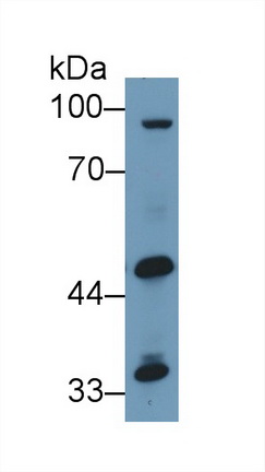 13424