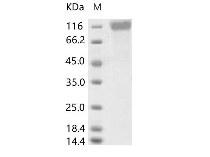 Валидация Elabscience PKSV030204(5981)