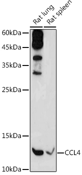 Валидация Elabscience E-AB-66910