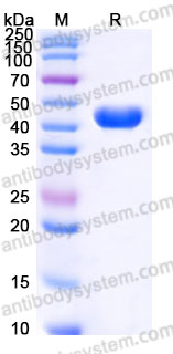 AHG52001, SDS-PAGE