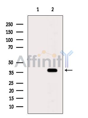 Валидация Affinity DF4101 - 15387