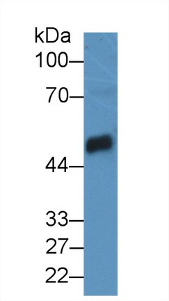 9051