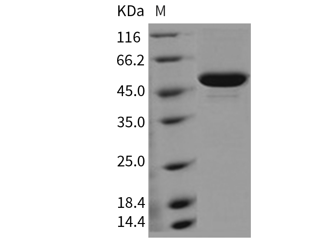 Валидация Elabscience PKSM040714(4691)