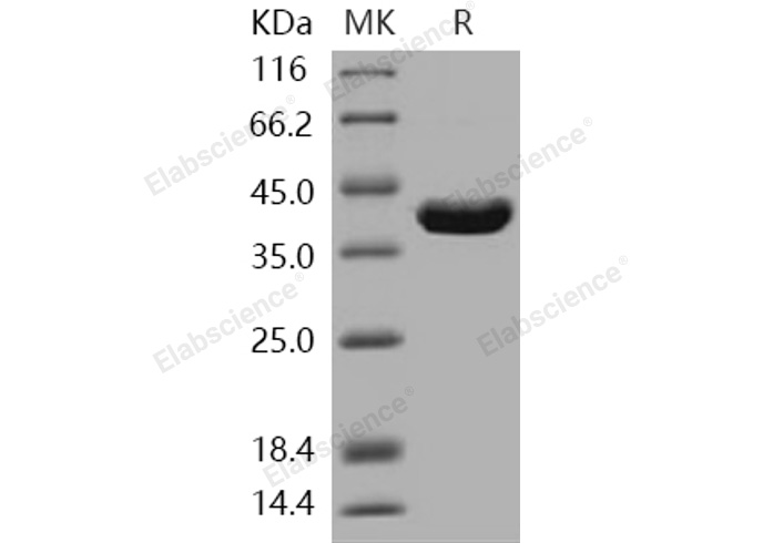 Валидация Elabscience PKSH031249(2000)