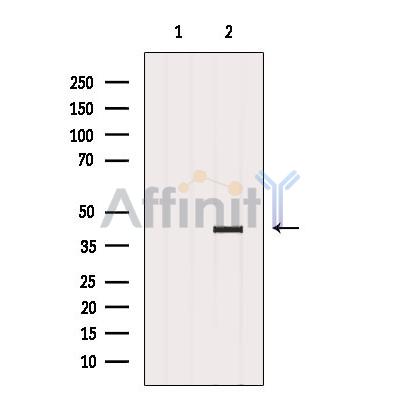 Валидация Affinity DF2927 - 13664