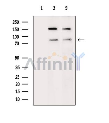 Валидация Affinity DF15579 - 11996
