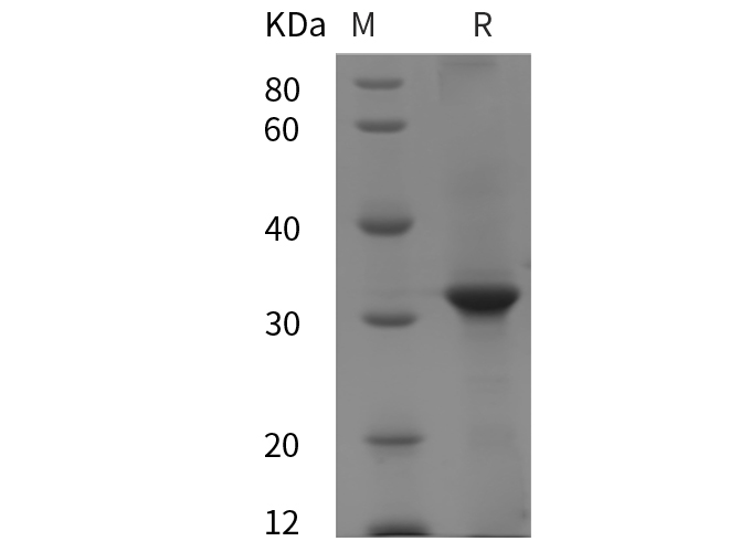 Валидация Elabscience PDEH100823(262)