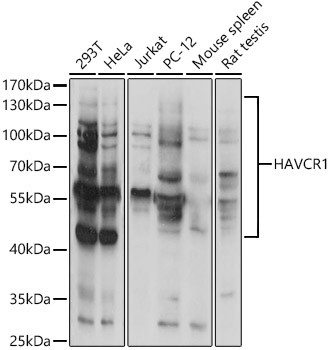 Валидация Elabscience E-AB-93375
