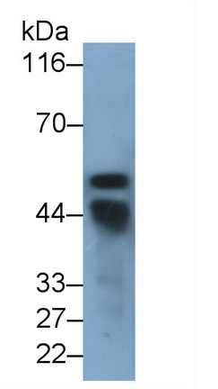 26871