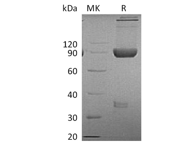 Валидация Elabscience PKSQ050015(5388)