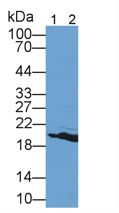 12034