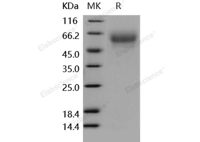 Валидация Elabscience PKSH031868(2490)