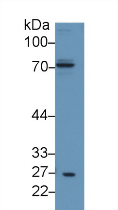 14129