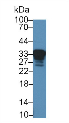 13525