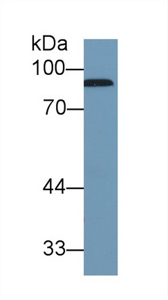 9668