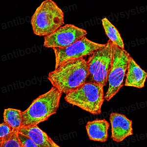 Валидация IF - AntibodySystem RHA29903
