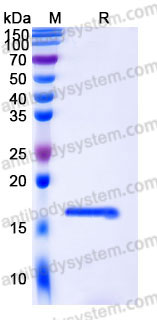 YHC92002, SDS-PAGE