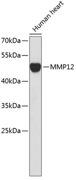 Валидация Elabscience E-AB-67049
