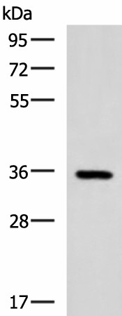 Валидация Elabscience E-AB-52127
