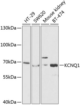 Валидация Elabscience E-AB-60659