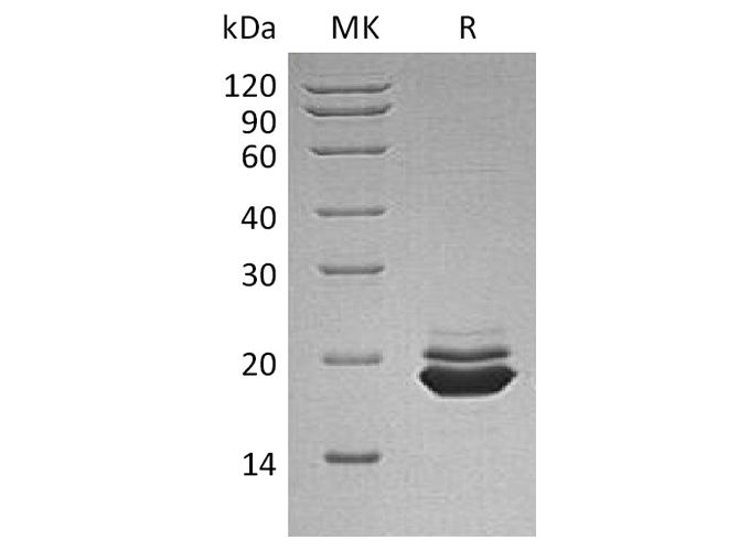 Валидация Elabscience PKSH033768(4041)