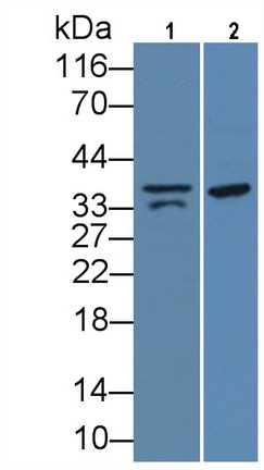57582