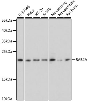 Валидация Elabscience E-AB-63574
