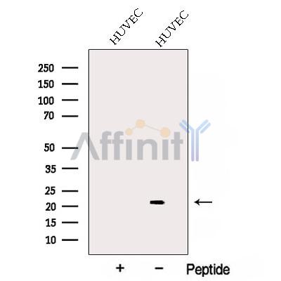 Валидация Affinity DF12833 - 7552