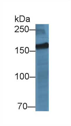 14069