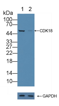 12163