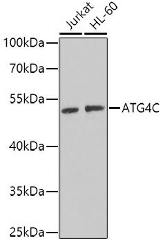 Валидация Elabscience E-AB-61686