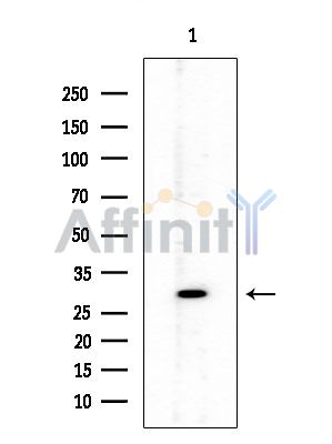 Валидация Affinity DF14988 - 11192