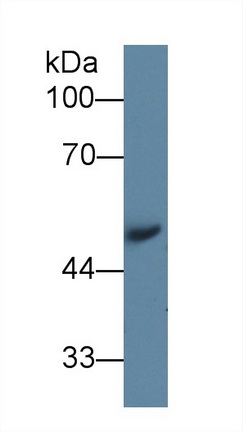 10224
