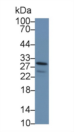 13303