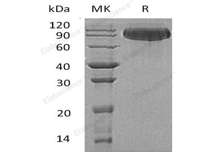 Валидация Elabscience PKSH030934(1758)