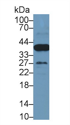 14684