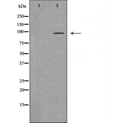 Валидация Affinity DF7102 - 18749