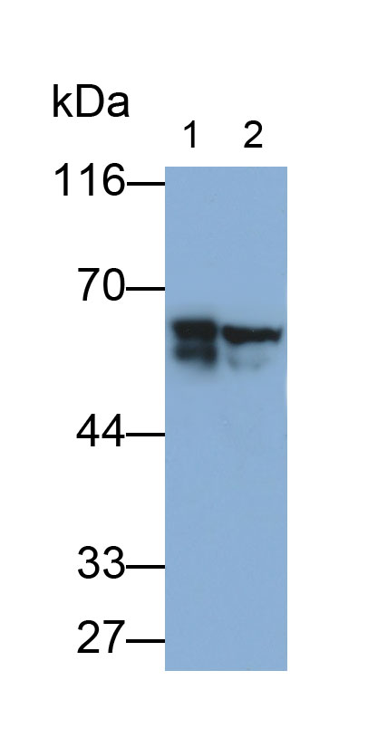 31442