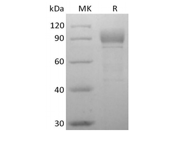 Валидация Elabscience PKSH033958(4188)