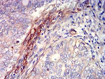 Валидация AntibodySystem RHD45801 (1583)