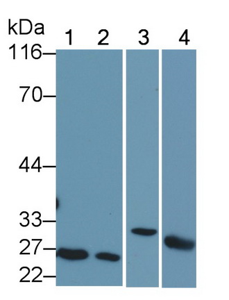 1718
