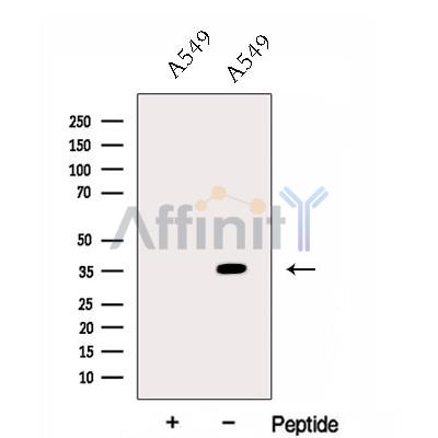 Валидация Affinity DF13059 - 7912