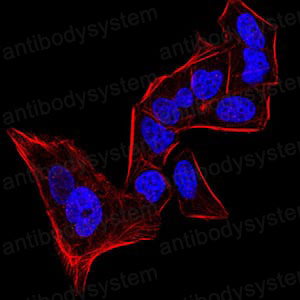 Валидация IF - AntibodySystem RHE45606 (858)