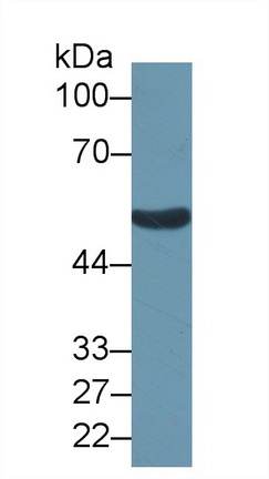 14656