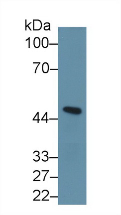 9630
